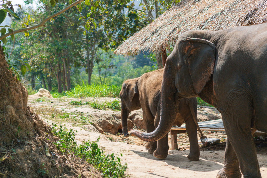 things to do in chiang mai