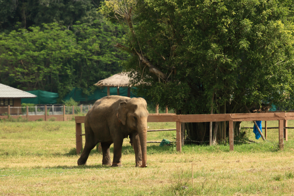 Elephant Nature Park chiang mai